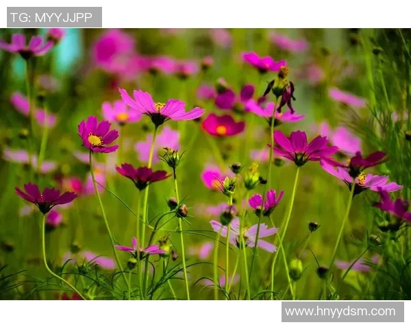 何思雨：在风雨中绽放的坚韧与希望之花